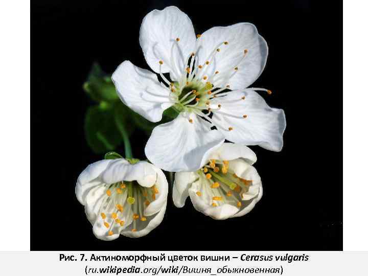 Рис. 7. Актиноморфный цветок вишни – Cerasus vulgaris (ru. wikipedia. org/wiki/Вишня_обыкновенная) 