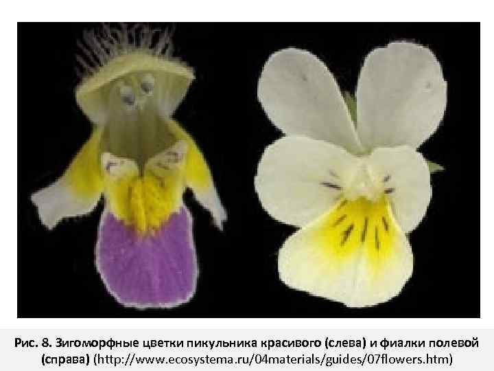 Рис. 8. Зигоморфные цветки пикульника красивого (слева) и фиалки полевой (справа) (http: //www. ecosystema.