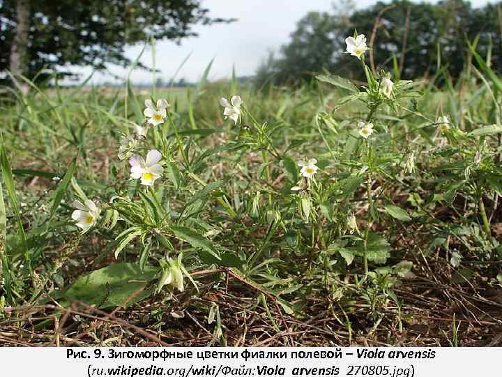 Рис. 9. Зигоморфные цветки фиалки полевой – Viola arvensis (ru. wikipedia. org/wiki/Файл: Viola_arvensis_270805. jpg)