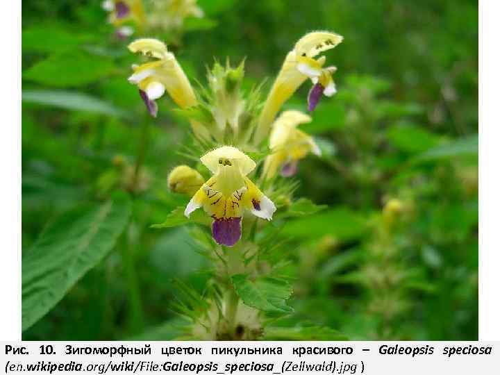 Рис. 10. Зигоморфный цветок пикульника красивого – Galeopsis speciosa (en. wikipedia. org/wiki/File: Galeopsis_speciosa_(Zellwald). jpg