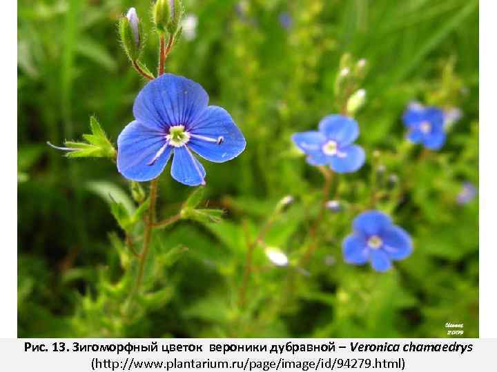 Рис. 13. Зигоморфный цветок вероники дубравной – Veronica chamaedrys (http: //www. plantarium. ru/page/image/id/94279. html)