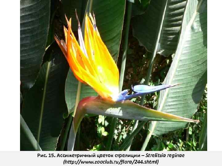 Рис. 15. Ассиметричный цветок стрелиции – Strelitzia reginae (http: //www. zooclub. ru/flora/244. shtml) 