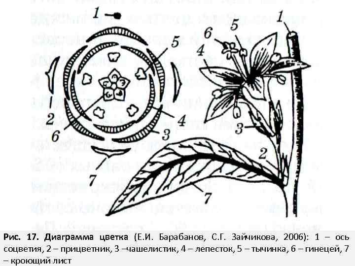 Рис. 17. Диаграмма цветка (Е. И. Барабанов, С. Г. Зайчикова, 2006): 1 – ось