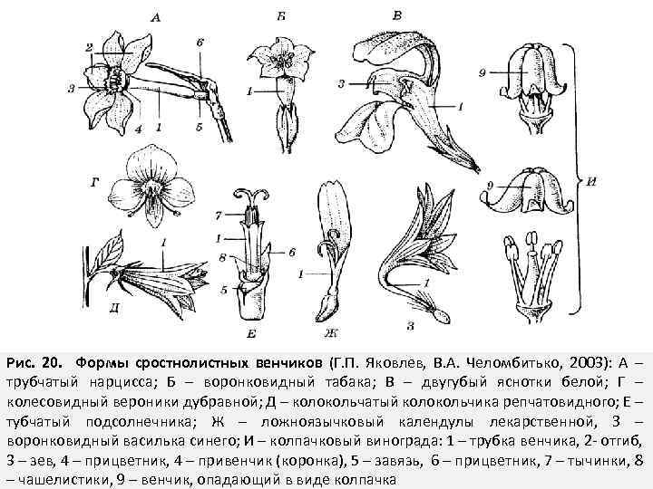 Рис. 20. Формы сростнолистных венчиков (Г. П. Яковлев, В. А. Челомбитько, 2003): А –