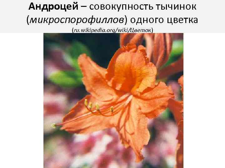 Андроцей – совокупность тычинок (микроспорофиллов) одного цветка (ru. wikipedia. org/wiki/Цветок) 