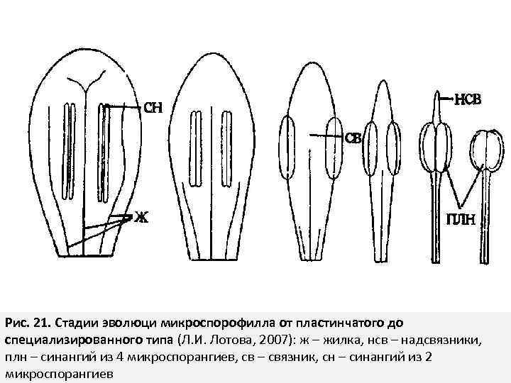 Рис. 21. Стадии эволюци микроспорофилла от пластинчатого до специализированного типа (Л. И. Лотова, 2007):