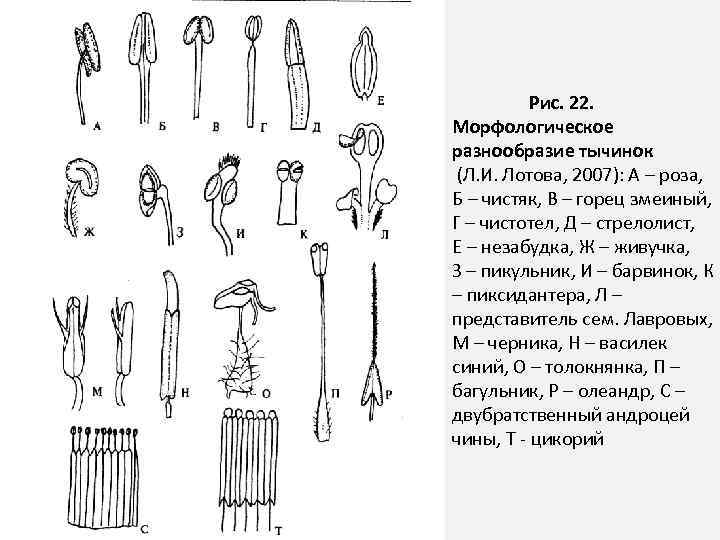  Рис. 22. Морфологическое разнообразие тычинок (Л. И. Лотова, 2007): А – роза, Б