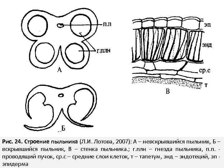Рис. 24. Строение пыльника (Л. И. Лотова, 2007): А – невскрывшийся пыльник, Б –