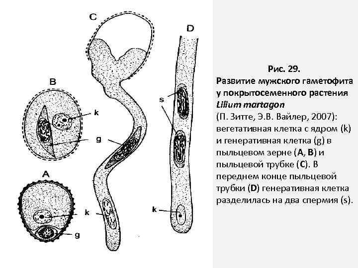 Развитие мужского гаметофита цветковых. Микроспорогенез у покрытосеменных растений. Вегетативная клетка пыльцевого зерна. Генеративная клетка пыльцевого зерна содержит