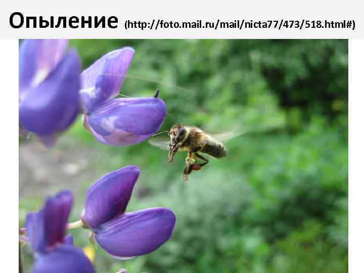 Опыление (http: //foto. mail. ru/mail/nicta 77/473/518. html#) 