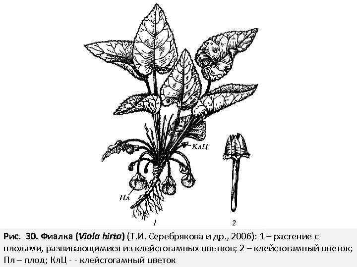 Рис. 30. Фиалка (Viola hirta) (Т. И. Серебрякова и др. , 2006): 1 –