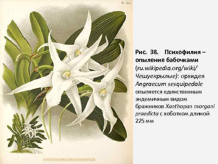 Рис. 38. Психофилия – опыление бабочками (ru. wikipedia. org/wiki/ Чешуекрылые): орхидея Angraecum sesquipedale опыляется