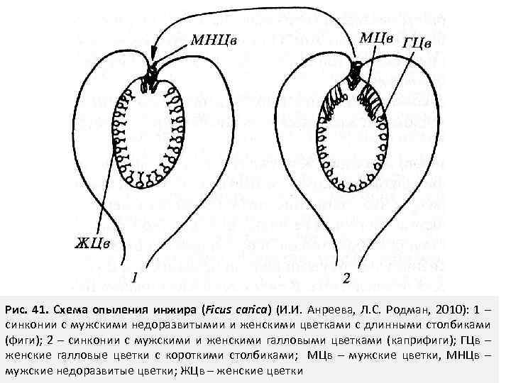 Рис. 41. Схема опыления инжира (Ficus carica) (И. И. Анреева, Л. С. Родман, 2010):