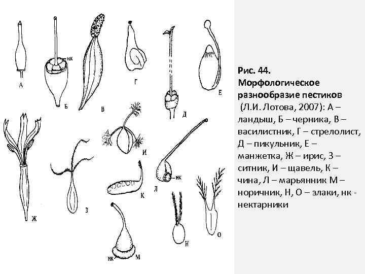 Строение ландыша схема цветка