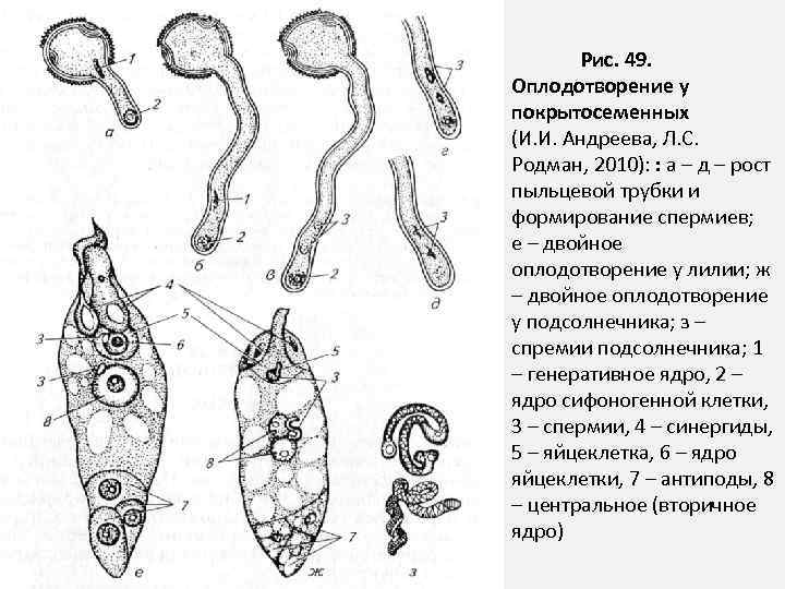  Рис. 49. Оплодотворение у покрытосеменных (И. И. Андреева, Л. С. Родман, 2010): :