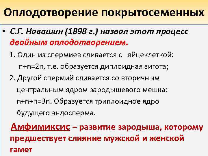 Оплодотворение покрытосеменных • С. Г. Навашин (1898 г. ) назвал этот процесс двойным оплодотворением.