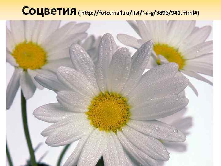 Соцветия ( http: //foto. mail. ru/list/i-a-g/3896/941. html#) 