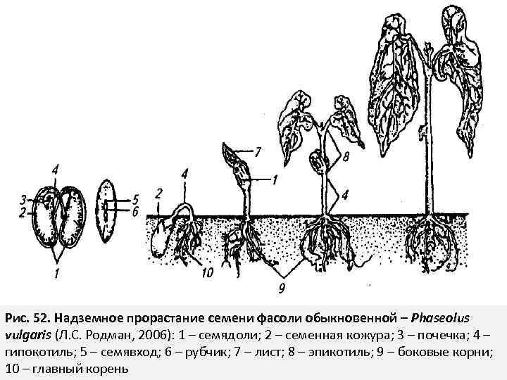 На рисунке изображен томат в разный период. Эпикотиль и гипокотиль. Надземное прорастание семян. Семя развитие фасоли схема. Подземное прорастание гороха посевного.