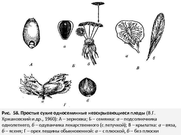 Сухой плод рисунок