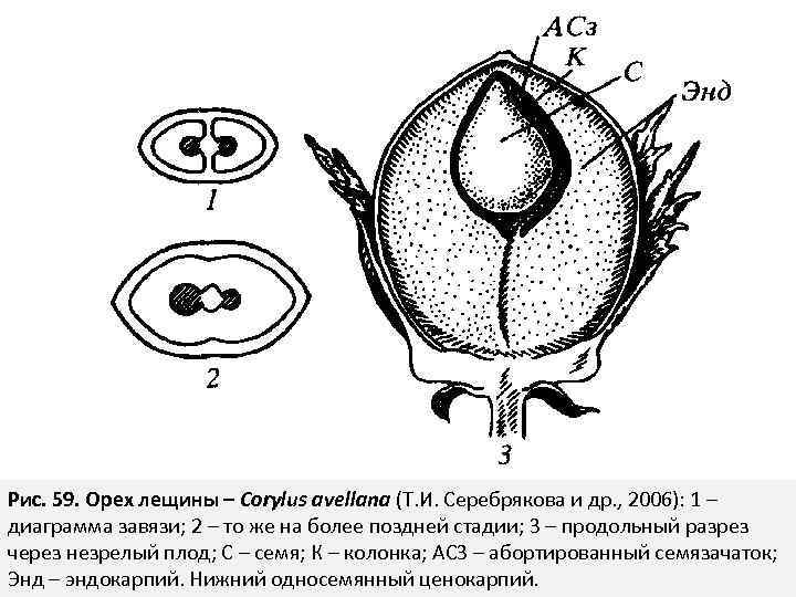 Рис. 59. Орех лещины – Corylus avellana (Т. И. Серебрякова и др. , 2006):