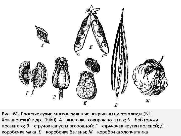 Какие типы плодов изображены на рисунке