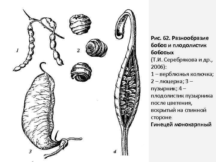 Рис. 62. Разнообразие бобов и плодолистик бобовых (Т. И. Серебрякова и др. , 2006):