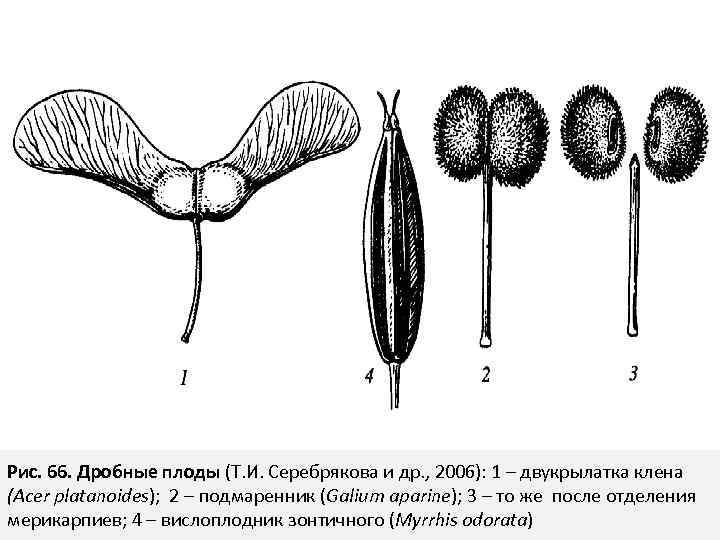 Рис. 66. Дробные плоды (Т. И. Серебрякова и др. , 2006): 1 – двукрылатка