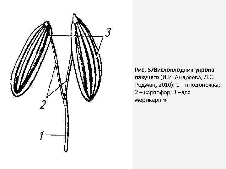 Рис. 67 Вислоплодник укропа пахучего (И. И. Андреева, Л. С. Родман, 2010): 1 –