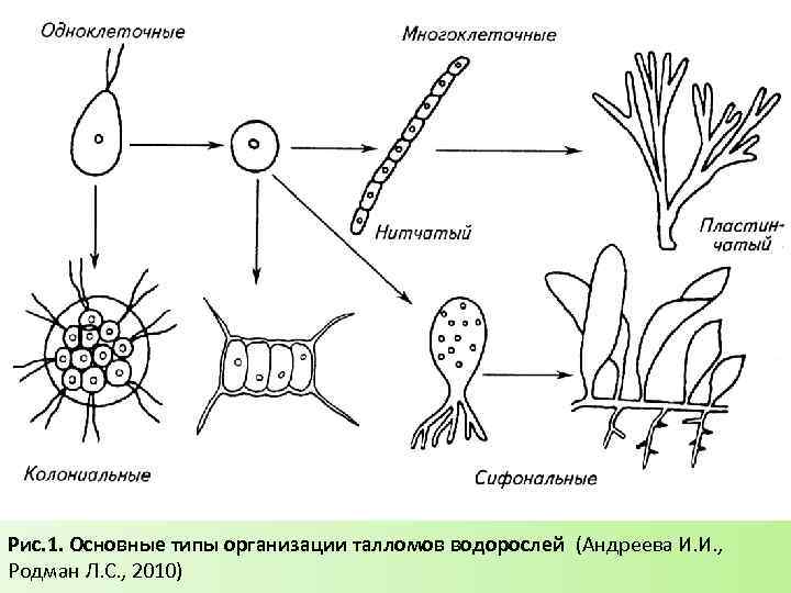 Эволюция одноклеточных водорослей. Типы талломов водорослей. Типы структуры талломов водорослей. Строение таллома водорослей таблица. Типы дифференциации таллома водорослей.