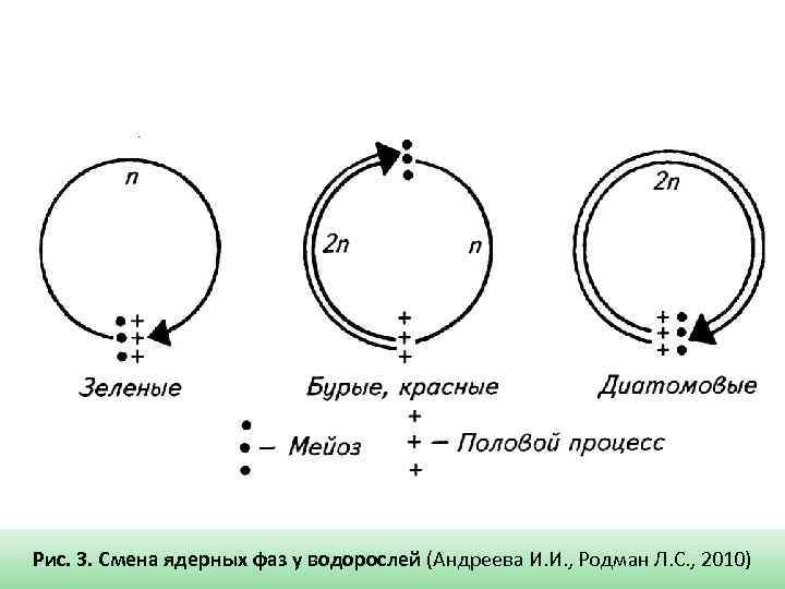 Рис. 3. Смена ядерных фаз у водорослей (Андреева И. И. , Родман Л. С.