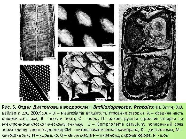 Рис. 5. Отдел Диатомовые водоросли – Bacillariophyceae, Pennales: (П. Зитте, Э. В. Вайлер и