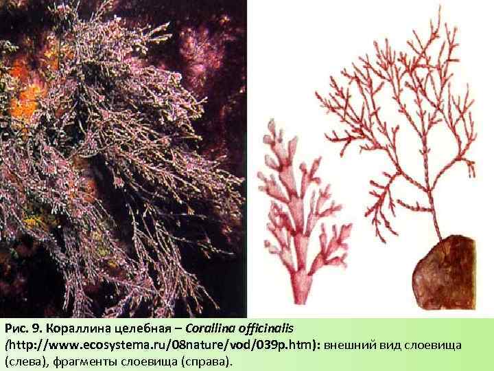 Рис. 9. Кораллина целебная – Corallina officinalis (http: //www. ecosystema. ru/08 nature/vod/039 p. htm):