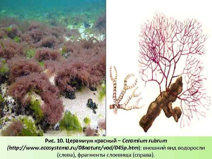 Рис. 10. Церамиум красный – Ceramium rubrum (http: //www. ecosystema. ru/08 nature/vod/045 p. htm):