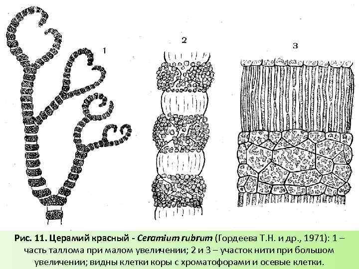 Рис. 11. Церамий красный - Ceramium rubrum (Гордеева Т. Н. и др. , 1971):