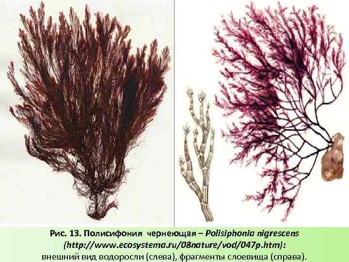 Рис. 13. Полисифония чернеющая – Polisiphonia nigrescens (http: //www. ecosystema. ru/08 nature/vod/047 p. htm):