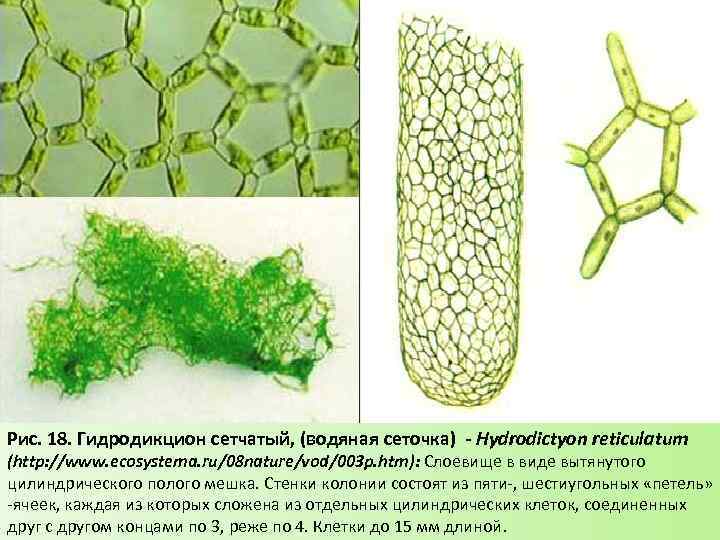 Рис. 18. Гидродикцион сетчатый, (водяная сеточка) - Hydrodictyon reticulatum (http: //www. ecosystema. ru/08 nature/vod/003