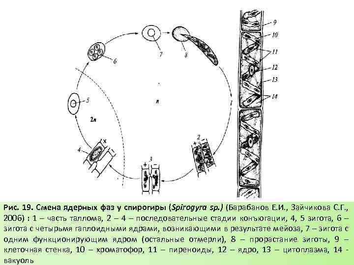 Рис. 19. Смена ядерных фаз у спирогиры (Spirogyra sp. ) (Барабанов Е. И. ,