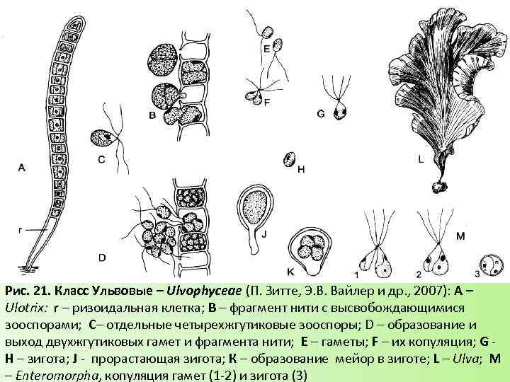 Тип питания низших растений