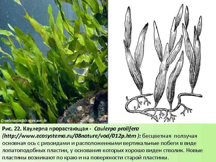 Рис. 22. Каулерпа прорастающая - Caulerpa prolifera (http: //www. ecosystema. ru/08 nature/vod/012 p. htm