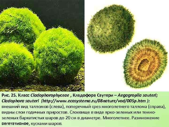 Рис. 25. Класс Cladophorophyceae , Кладофора Саутери – Aegagropila sauteri; Cladophora sauteri (http: //www.