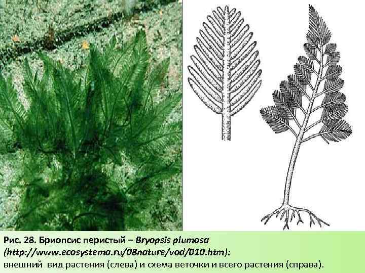 Рис. 28. Бриопсис перистый – Bryopsis plumosa (http: //www. ecosystema. ru/08 nature/vod/010. htm): внешний