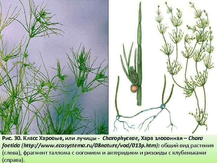 Рис. 30. Класс Харовые, или лучицы - Charophycеae, Хара зловонная – Chara foetida (http: