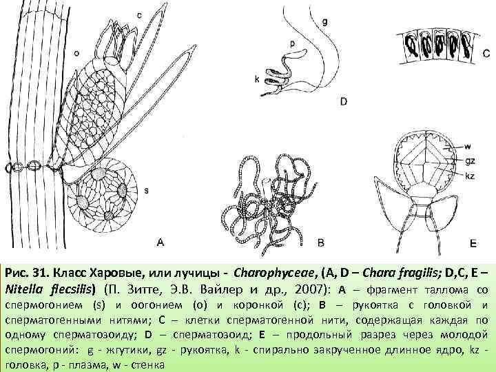 Рис. 31. Класс Харовые, или лучицы - Charophycеae, (А, D – Chara fragilis; D,