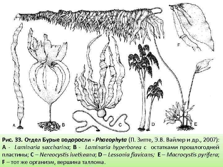 Рис. 33. Отдел Бурые водоросли - Phaeophyta (П. Зитте, Э. В. Вайлер и др.