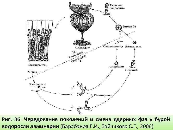 Рис. 36. Чередование поколений и смена ядерных фаз у бурой водоросли ламинарии (Барабанов Е.