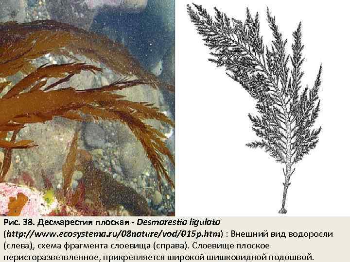 Рис. 38. Десмарестия плоская - Desmarestia ligulata (http: //www. ecosystema. ru/08 nature/vod/015 p. htm)