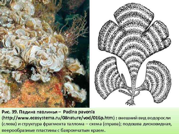 Рис. 39. Падина павлинья – Padina pavonia (http: //www. ecosystema. ru/08 nature/vod/016 p. htm)