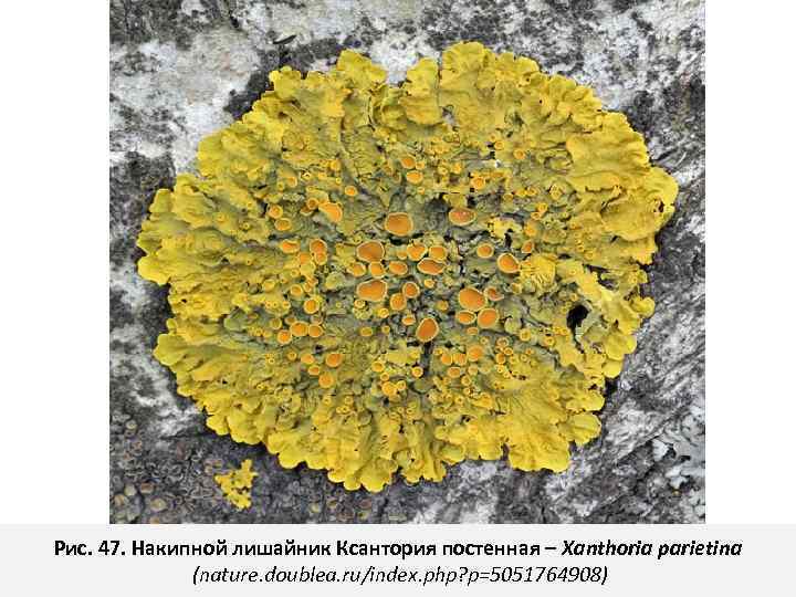 Рис. 47. Накипной лишайник Ксантория постенная – Xanthoria parietina (nature. doublea. ru/index. php? p=5051764908)