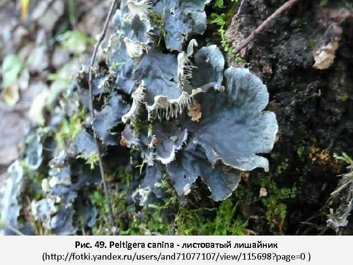 Рис. 49. Peltigera canina - листоватый лишайник (http: //fotki. yandex. ru/users/and 7107/view/115698? page=0 )