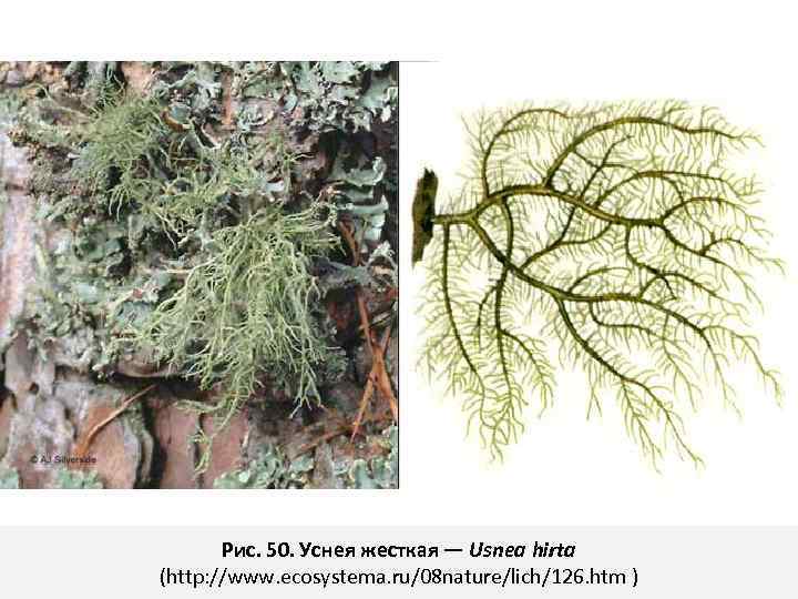 Рис. 50. Уснея жесткая — Usnea hirta (http: //www. ecosystema. ru/08 nature/lich/126. htm )